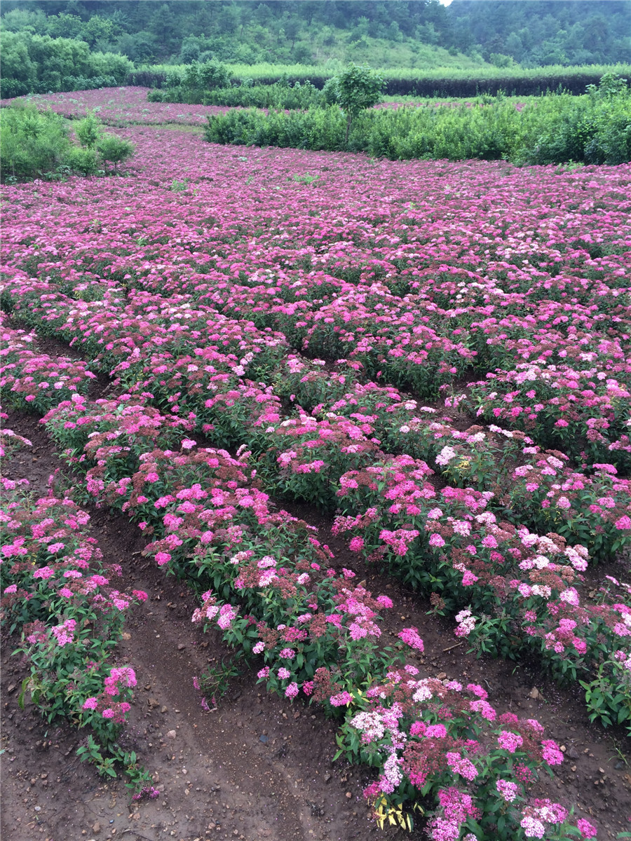 日本绣线菊